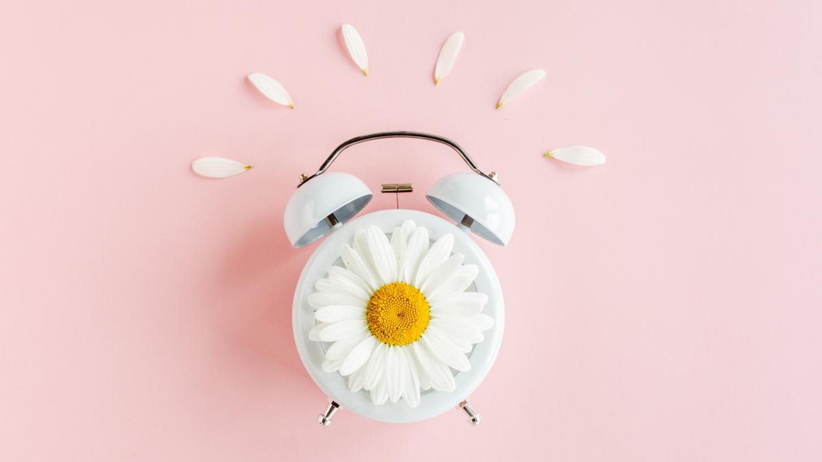 Stock photo, pink background, spring flower on clock Spring time clock and chamomile flowers on pink background.