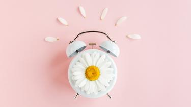 Stock photo, pink background, spring flower on clock Spring time clock and chamomile flowers on pink background.